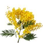 Acacia flower