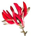 Indian coral tree Tiger's claw
